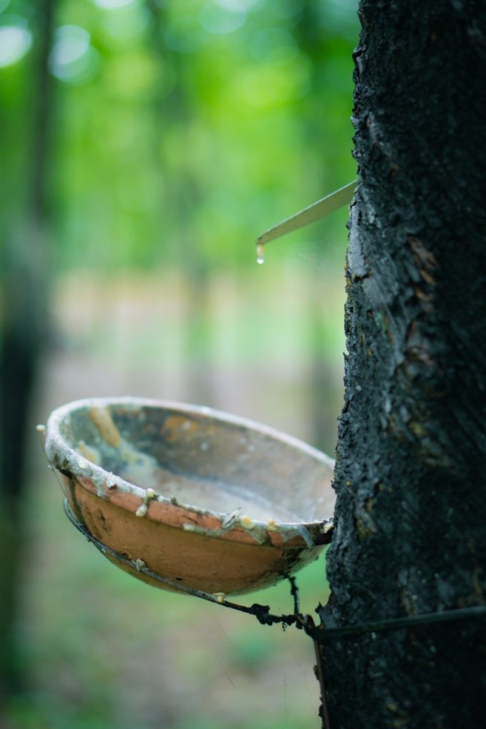 Latex Rubber Tree