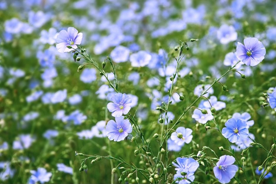 Linen flowers